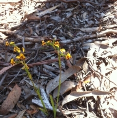 Diuris pardina (Leopard Doubletail) at Carwoola, NSW - 25 Oct 2015 by MeganDixon