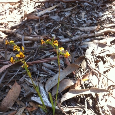 Diuris pardina (Leopard Doubletail) at Carwoola, NSW - 25 Oct 2015 by MeganDixon