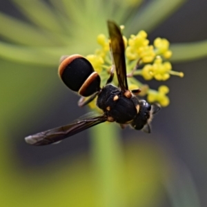 Eumeninae (subfamily) at Flynn, ACT - 29 Jan 2019