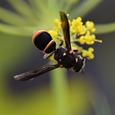 Eumeninae (subfamily) (Unidentified Potter wasp) at Flynn, ACT - 29 Jan 2019 by Ernier