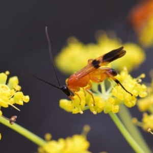 Braconidae (family) at Flynn, ACT - 29 Jan 2019