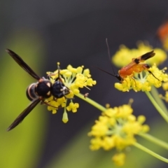 Braconidae (family) at Flynn, ACT - 29 Jan 2019