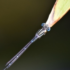 Austroagrion watsoni (Eastern Billabongfly) at Flynn, ACT - 29 Jan 2019 by Ernier