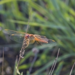 Diplacodes bipunctata (Wandering Percher) at The Pinnacle - 22 Jan 2019 by Alison Milton