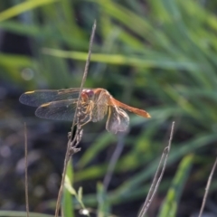 Diplacodes bipunctata at The Pinnacle - 23 Jan 2019