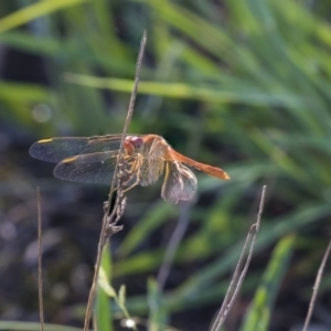 Diplacodes bipunctata at The Pinnacle - 23 Jan 2019