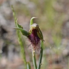 Calochilus platychilus (Purple Beard Orchid) at Carwoola, NSW - 25 Oct 2015 by MeganDixon