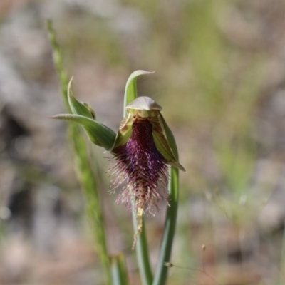 Calochilus platychilus (Purple Beard Orchid) at Carwoola, NSW - 25 Oct 2015 by MeganDixon