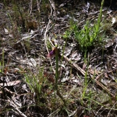 Calochilus platychilus at Carwoola, NSW - 25 Oct 2015