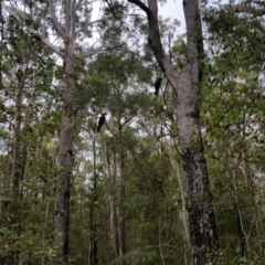 Calyptorhynchus lathami (Glossy Black-Cockatoo) at Mondayong, NSW - 28 Jan 2019 by Clear