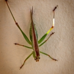 Conocephalus upoluensis (Meadow Katydid) at Banks, ACT - 28 Jan 2019 by UserfaKgHkxs