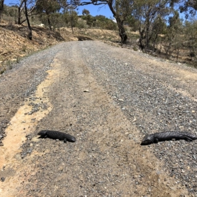 Tiliqua rugosa (Shingleback Lizard) at Carwoola, NSW - 27 Oct 2018 by MeganDixon