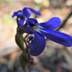 Lobelia dentata (Toothed Lobelia) at Cotter River, ACT - 29 Jan 2019 by JohnBundock