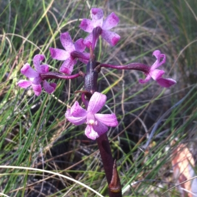 Dipodium roseum (Rosy Hyacinth Orchid) at Carwoola, NSW - 1 Jan 2018 by MeganDixon
