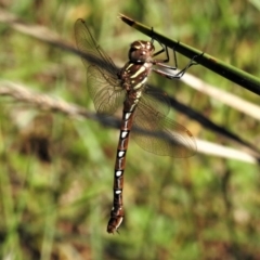 Austroaeschna pulchra (Forest Darner) at Cotter River, ACT - 29 Jan 2019 by JohnBundock