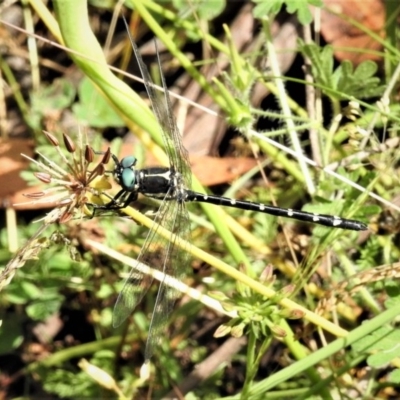 Eusynthemis guttata (Southern Tigertail) at Cotter River, ACT - 29 Jan 2019 by JohnBundock