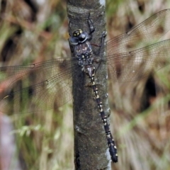 Austroaeschna multipunctata (Multi-spotted Darner) at Cotter River, ACT - 29 Jan 2019 by JohnBundock