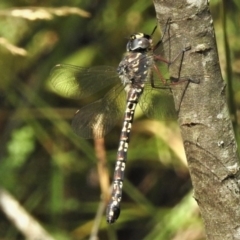 Austroaeschna multipunctata at Cotter River, ACT - 29 Jan 2019