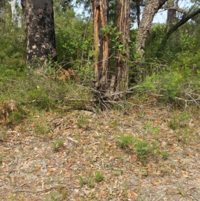 Varanus sp. (genus) (A goanna) at Mondayong, NSW - 29 Jan 2019 by Clear