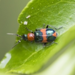 Dicranolaius bellulus (Red and Blue Pollen Beetle) at Higgins, ACT - 6 Nov 2018 by AlisonMilton