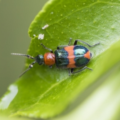 Dicranolaius bellulus (Red and Blue Pollen Beetle) at Higgins, ACT - 6 Nov 2018 by AlisonMilton