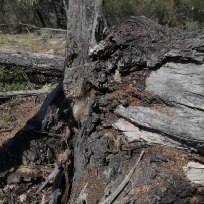 Papyrius nitidus (Shining Coconut Ant) at Theodore, ACT - 29 Jan 2019 by owenh