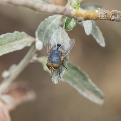 Calliphora sp. (genus) (Unidentified blowfly) at Higgins, ACT - 6 Nov 2018 by AlisonMilton