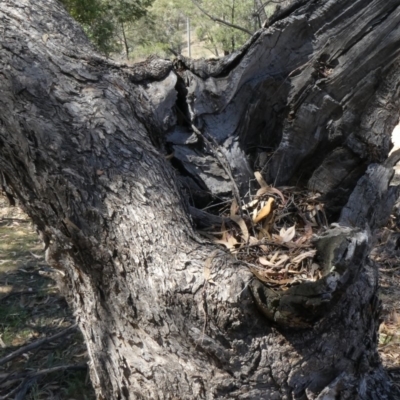 Papyrius nitidus (Shining Coconut Ant) at Theodore, ACT - 29 Jan 2019 by owenh