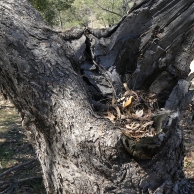 Papyrius nitidus (Shining Coconut Ant) at Theodore, ACT - 29 Jan 2019 by Owen