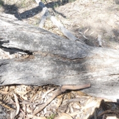 Papyrius nitidus (Shining Coconut Ant) at Theodore, ACT - 29 Jan 2019 by Owen