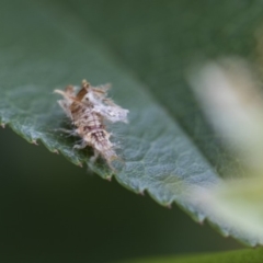 Neuroptera (order) (Unidentified lacewing) at Higgins, ACT - 6 Nov 2018 by AlisonMilton