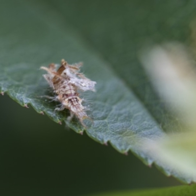 Neuroptera (order) (Unidentified lacewing) at Higgins, ACT - 6 Nov 2018 by AlisonMilton