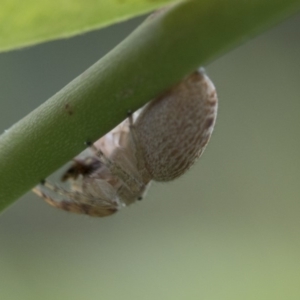 Opisthoncus grassator at Higgins, ACT - 6 Nov 2018