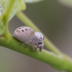 Opisthoncus grassator at Higgins, ACT - 6 Nov 2018