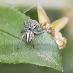 Maratus scutulatus (A jumping spider) at Higgins, ACT - 6 Nov 2018 by AlisonMilton