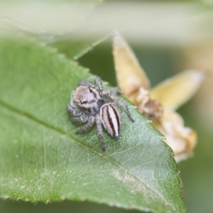 Maratus scutulatus at Higgins, ACT - 6 Nov 2018 11:49 AM