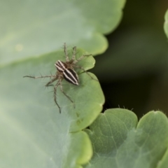 Oxyopes sp. (genus) (Lynx spider) at Higgins, ACT - 6 Nov 2018 by Alison Milton