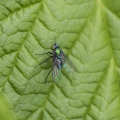 Dolichopodidae (family) (Unidentified Long-legged fly) at Higgins, ACT - 6 Nov 2018 by AlisonMilton