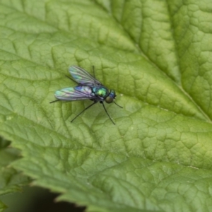 Dolichopodidae (family) at Higgins, ACT - 6 Nov 2018