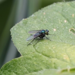 Dolichopodidae (family) at Higgins, ACT - 6 Nov 2018