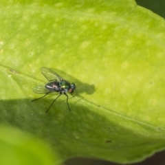 Dolichopodidae (family) at Higgins, ACT - 6 Nov 2018 01:16 PM