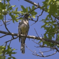 Anthochaera carunculata (Red Wattlebird) at Higgins, ACT - 17 Dec 2018 by Alison Milton