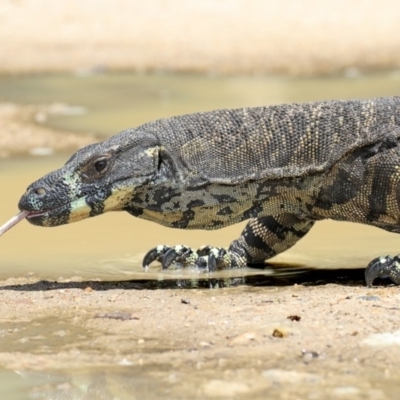 Varanus varius (Lace Monitor) at Wapengo, NSW - 29 Jan 2019 by Leo