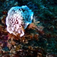 Unidentified Sea Slug, Sea Hare or Bubble Shell at Tathra, NSW - 9 Jan 2019 by CalebBaker