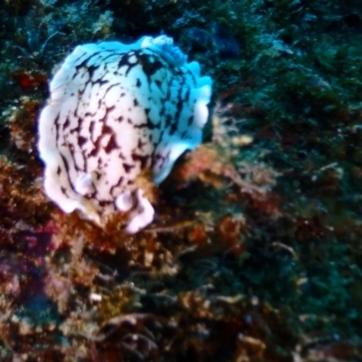 Unidentified Sea Slug, Sea Hare or Bubble Shell at Tathra, NSW - 9 Jan 2019 by CalebBaker