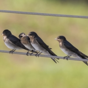 Hirundo neoxena at Kingston, ACT - 3 Jan 2019