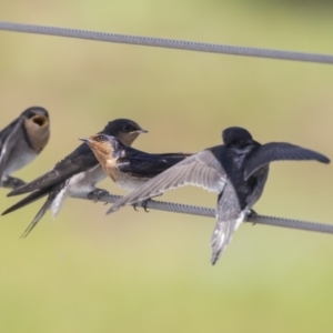 Hirundo neoxena at Kingston, ACT - 3 Jan 2019