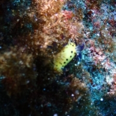 Unidentified Sea Slug / Sea Hare / Bubble Shell at Tathra, NSW - 9 Jan 2019 by CalebBaker