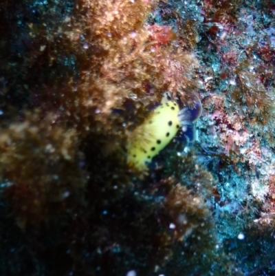 Unidentified Sea Slug, Sea Hare or Bubble Shell at Tathra, NSW - 9 Jan 2019 by CalebBaker