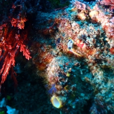 Unverified Sea Slug, Sea Hare or Bubble Shell at Tathra, NSW - 9 Jan 2019 by CalebBaker